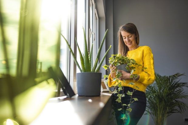 Ce releva alegerile noastre de plante de apartament despre personalitate și stil de viață