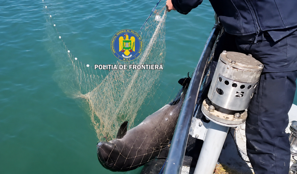 Ce trebuie să evite turiștii când văd un delfin viu eșuat pe plajă. Specialist: Nu trebuie tras de coadă sau de alte părți ale corpului, deoarece i se pot provoca leziuni