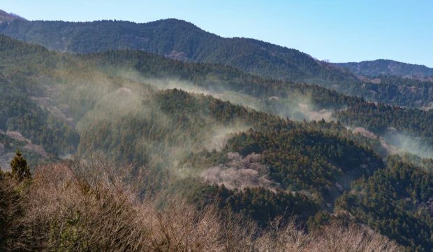 Japonia se confruntă cu costuri uriașe din cauza polenului produs de pădurile replantate după război