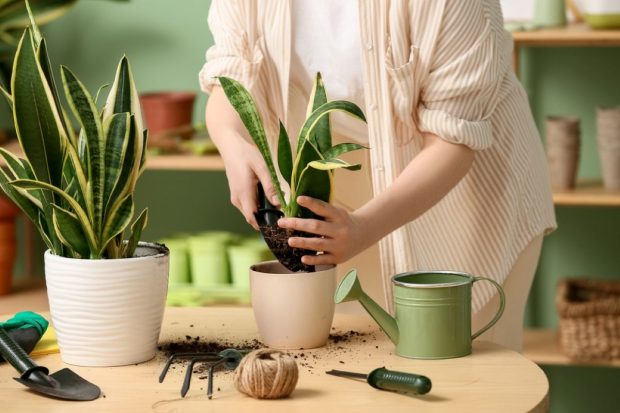 Sansevieria – de la plantă rezistentă la simbol al eleganței interioare