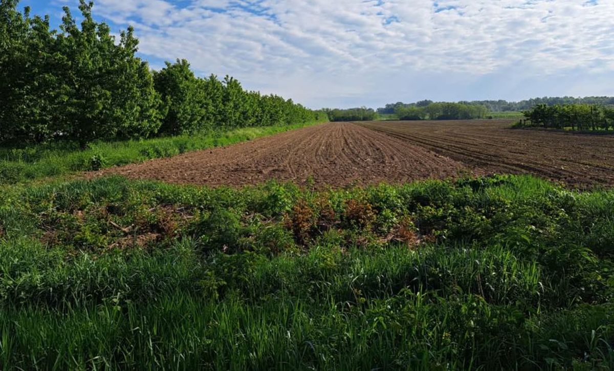 Poza pentru articolul Terenul de casă costă cât o chiflă într-un oraș din Ungaria, la doi pași de România