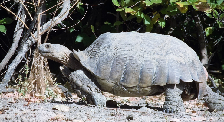 Mascul adult de Centrochelys sulcata din Katane, Senegal.