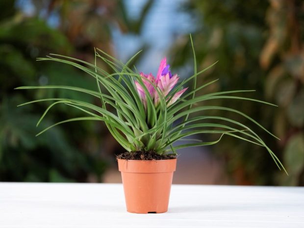 Tillandsia: Origine, îngrijire practică și semnificații ale plantelor aeriene apreciate