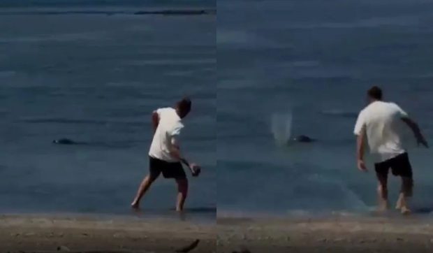 Un turist se laudă cu „nu-mi pasă, sunt bogat” în timp ce aruncă cu pietre în capul focilor