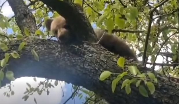 Un pui de urs a fost salvat de jandarmi după ce a rămas blocat într-un copac, în județul Mureș  | VIDEO