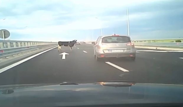 Patru vaci au căzut dintr-un camion pe autostrada A7. Șoferii speriați au sunat la 112