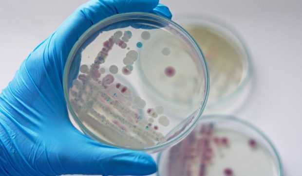 Pericol pe litoralul european: încălzirea apelor favorizează extinderea unei bacterii periculoase aproape de plaje
