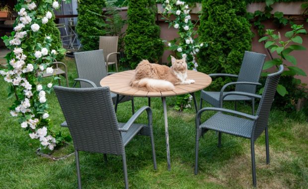 În București se deschide prima cafenea dedicată exclusiv pisicilor Maine Coon din România