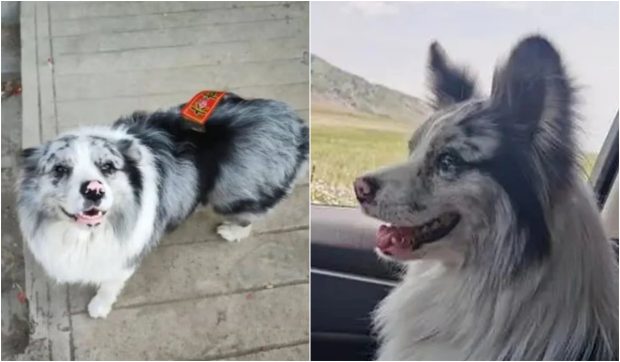 Chutou, un câine chinezesc faimos, cu 1,5 milioane de urmări