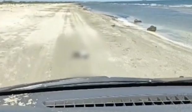 Șofer din Sulina filmat în timp ce agresează un cormoran protejat în Delta Dunării