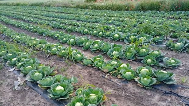 Producția excedentară de varză din Olt pune în dificultate agricultorii: recolta este donată sau distrusă din cauza prețurilor prea mici