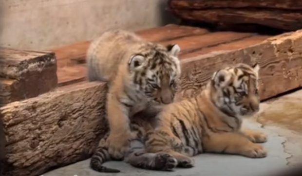 Doi pui adorabili de tigru siberian au venit pe lume la Zoo Oradea și așteaptă să fie botezați