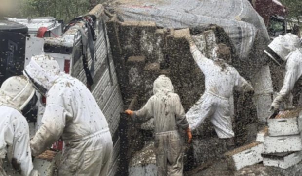 Incident fără precedent în Texas: Două milioane de albine au luat cu asalt o autostradă după răsturnarea unui camion cu stupi