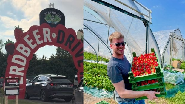 Inovație agricolă: Drive-in cu căpșuni atrage zeci de clienți și cozi interminabile în Germania