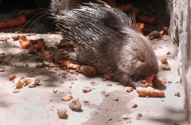 Porcii spinoși aduc un plus de popularitate Grădinii Zoologice din Brăila, hrana animalelor asigurată prin parteneriate locale