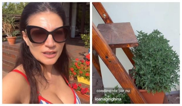 Imagini cu grădina Ioanei Ginghină. Ce legume a plantat vede