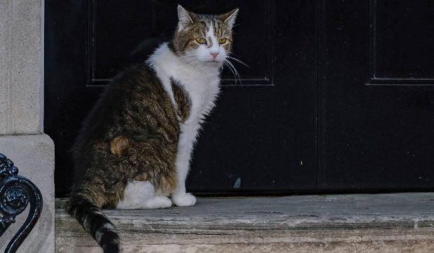 Motanul Larry, stăpân neînfricat al Downing Street în fața schimbărilor politice din Marea Britanie