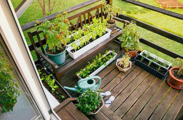 Cum să creezi o grădină productivă de legume pe balcon: sfaturi și plante recomandate
