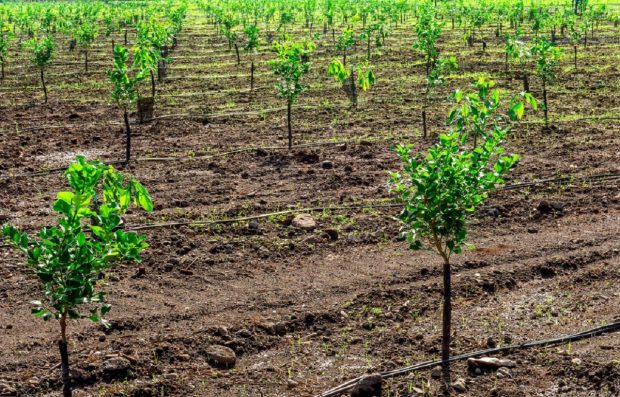 Ghid complet pentru plantarea pomilor fructiferi: avantajele sezonului de toamnă versus primăvară