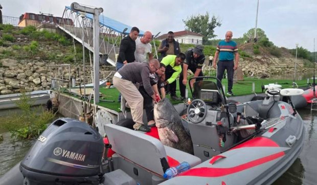 Pescari din Bulgaria au prins un somn gigant de aproape 3 metri pe Dunăre, estimat la peste 150 kg
