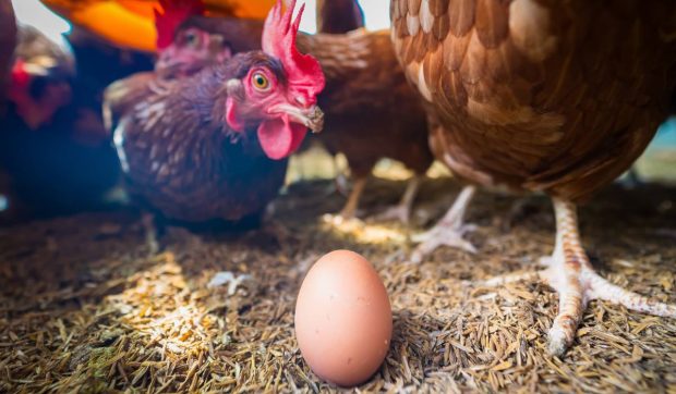 Ce a fost mai întâi, oul sau găina? Răspunsul biologiei moleculare la una dintre cele mai vechi întrebări ale lumii
