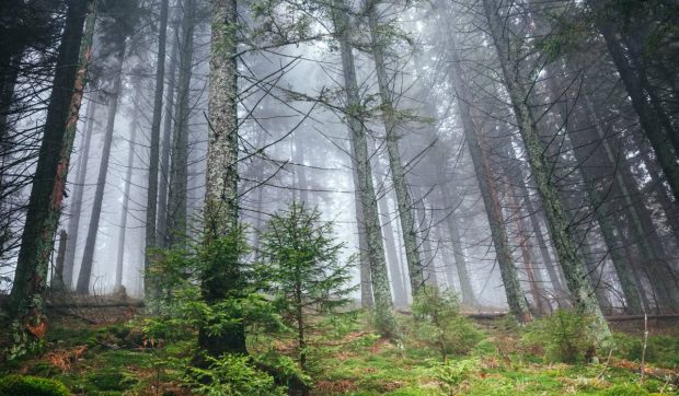 O țară din Europa a plantat atât de mulți molizi încât aproape a distrus ecosistemul pe care voia să-l salveze
