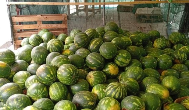 Pepenii de import vânduți ca fiind de Dăbuleni apar prematur pe piețele din România