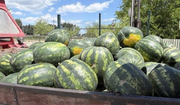 Pepenii de Dăbuleni – prețuri atractive în vara anului 2026, anunț oficial de la Direcția Agricolă Dolj