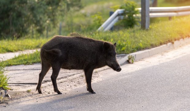 Alertă extremă în Pipera. Un porc mistreț se plimbă pe strad