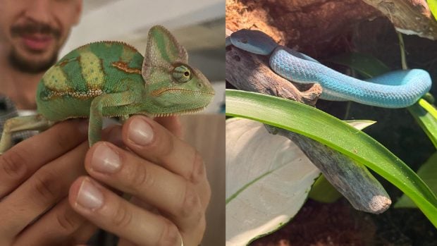 Brașov, orașul în care funcționează prima grădină zoologică privată din România