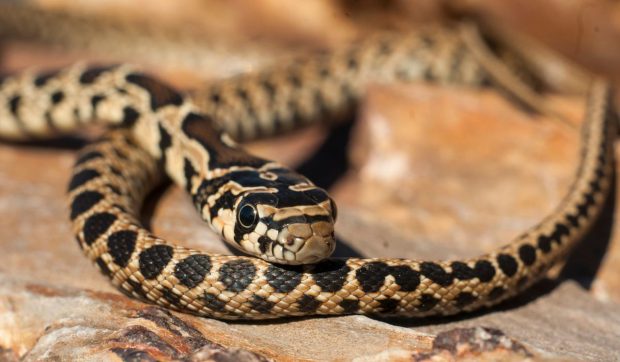 Răspândirea accelerată a șarpelui invaziv amenință biodiversitatea insulelor Ibiza și Mallorca