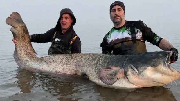 Somnul gigant de 2,49 metri surprins în râul Waal stabilește un nou record olandez