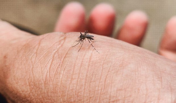Google pregătește eliberarea a milioane de țânțari modifcați în Florida și California pentru combaterea bolilor transmise de insecte