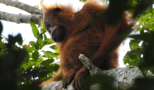 O singură furtună a dus cea mai rară specie de primată mare 