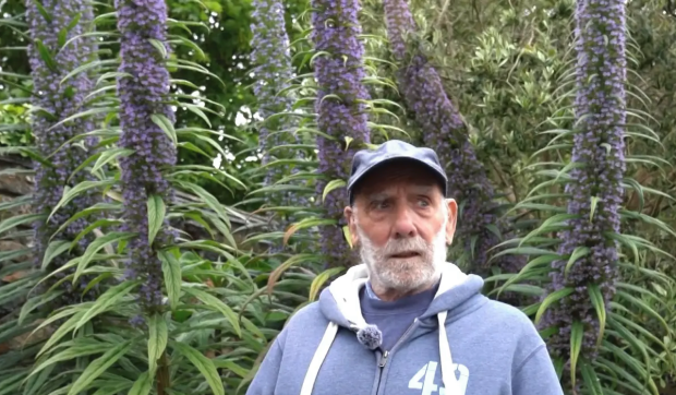 Un octogenar din Cornwall cultivă o plantă șarpe record, mai înaltă decât majoritatea caselor din cartier