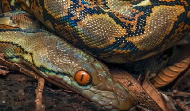 O femeie a fost ucisă de un piton uriaș în Indonezia, în timpul unei ieșiri la plantație