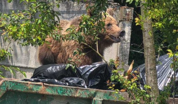 Urs împușcat în curtea Spitalului Sf. Constantin din Brașov după ignorarea semnalelor de avertizare ale jandarmilor