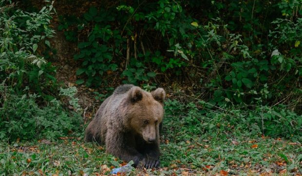 Ursul care a devastat o curte pe Valea Avrigului a fost împușcat după ce a atacat găinile și a refuzat să plece