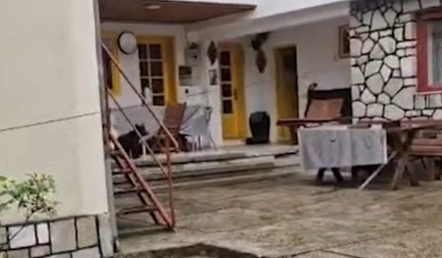 Ursoaica împuşcată după ce a pătruns cu puii într-o locuinţă din Buşteni provoacă controverse locale