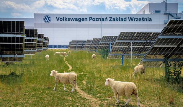Volkswagen inovează cu oile în locul mașinilor de tuns iarba sub panourile solare din Polonia