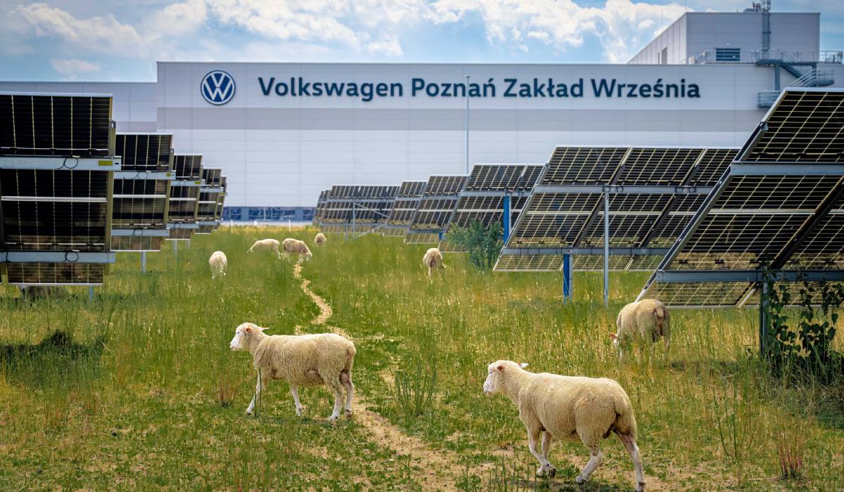 Poza pentru articolul Volkswagen a înlocuit mașinile de tuns iarba cu 100 de oi. Animalele pasc liniștite sub 31.000 de panouri solare, în Polonia