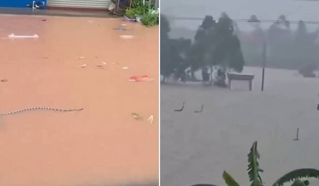Inundațiile din Guangxi au provocat evadarea a peste 100 de animale sălbatice și 900 de șerpi din ferme și grădini zoologice
