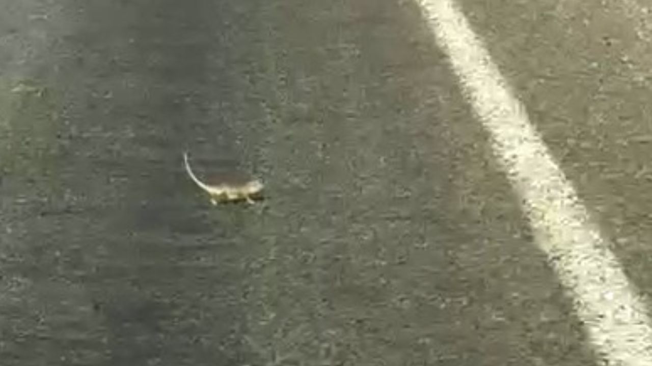 Poza pentru articolul Un șofer a lăsat un cameleon să traverseze și a blocat traficul, în Turcia