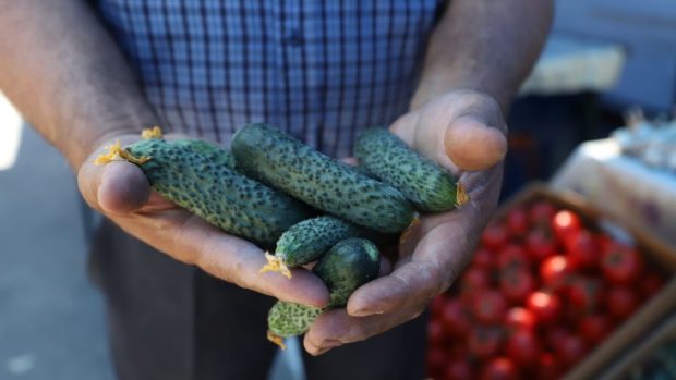 Castraveții românești costă mai puțin în supermarket decât în piață, iar legumicultorii renunță la recoltă din cauza prețurilor foarte mici