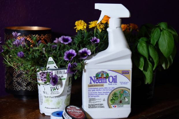Uleiul de neem – beneficii diverse de la îngrijirea pielii la protecția ecologică a culturilor