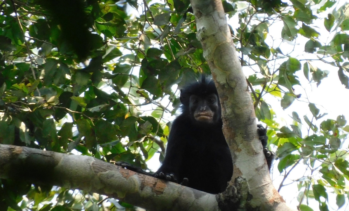 Poza pentru articolul O maimuță necunoscută până acum a fost descoperită în Congo. Cercetătorii spun că este o specie complet nouă