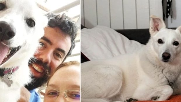 Destin, câinele-erou care a murit salvând un copil de doi ani din ghearele unui lup, în Italia