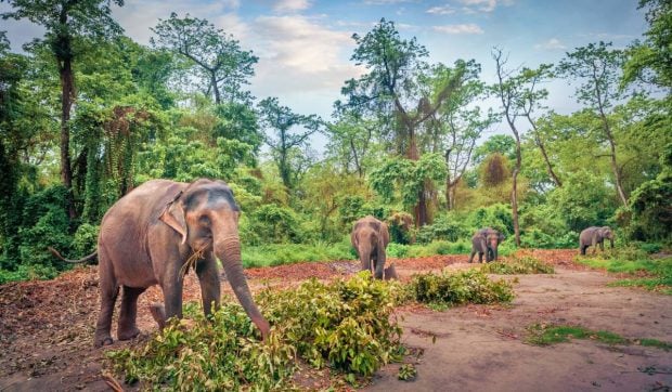 Un bărbat a plantat atât de mulți copaci timp de 40 de ani, încât a creat o pădure cu elefanți, rinoceri și tigri. Cum a fost premiat, în India