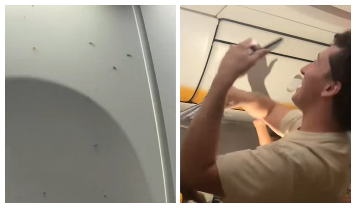 Poza pentru articolul Invazie de țânțari într-un avion Rynair care era plin și se pregătea să decoleze de la Milano: „Am crezut că mă vor mânca de vie”