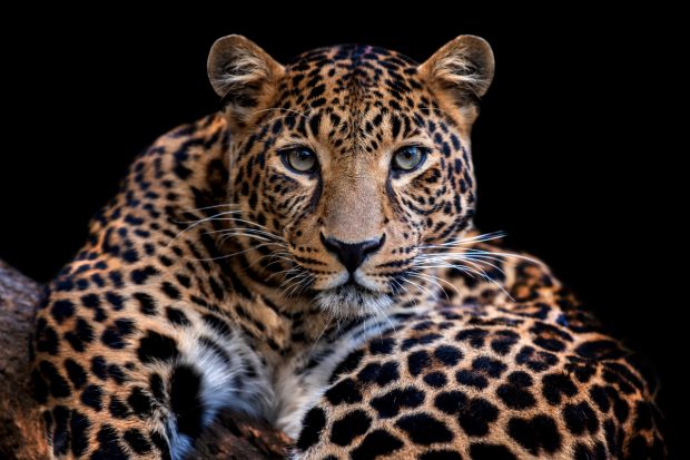 Un leopard a intrat într-un magazin de băuturi alcoolice și a atacat doi angajați, în India. Animalul a fost încuiat în interior | VIDEO